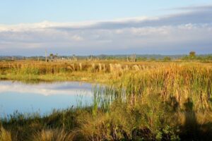 Feuchtes Moorgebiet mit Wasserfläche, Schilf und Gräsern unter weitem Himmel