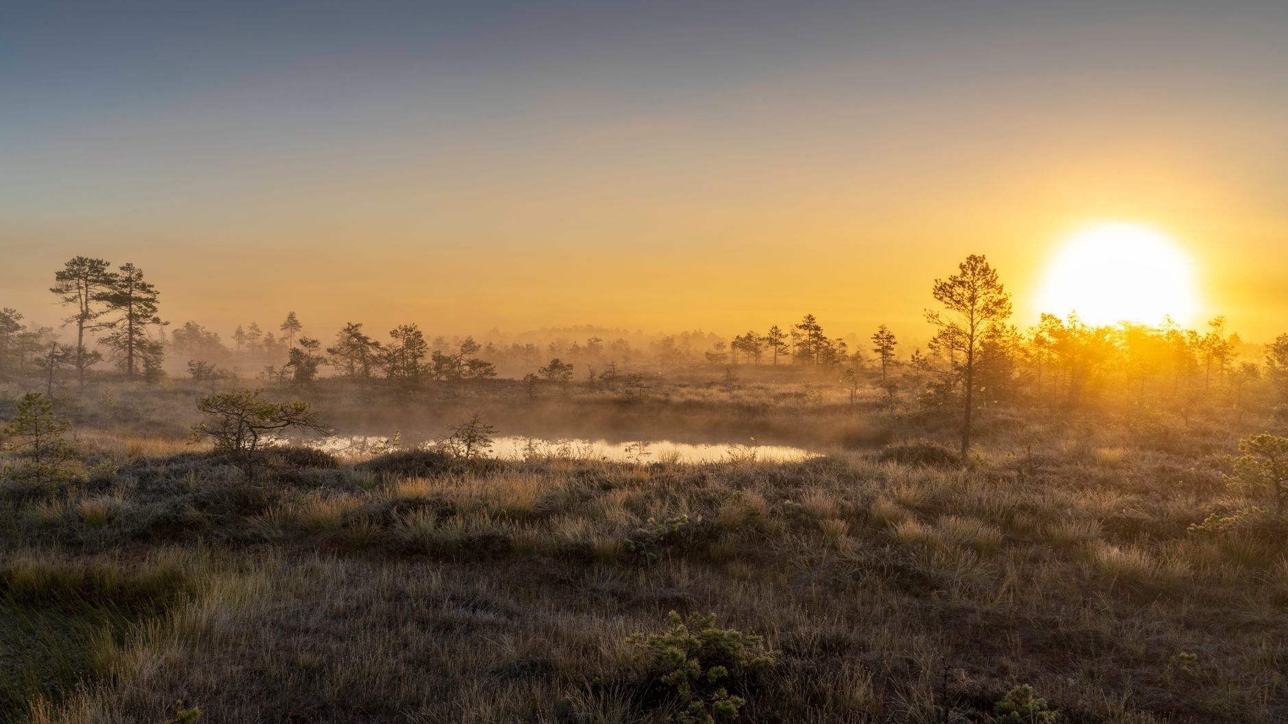 Sonnenaufgang über einem nebligen Moor mit Kiefern und kleinen Wasserflächen